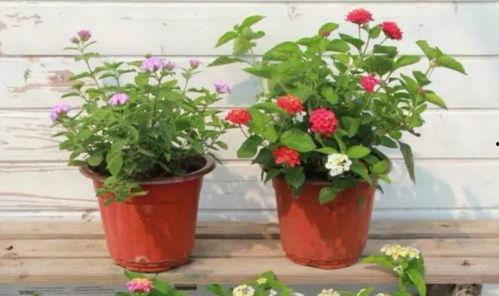 垫江新闻大爆料最新视频,最新视频揭秘惊人内幕! 第3张 垫江新闻大爆料最新视频,最新视频揭秘惊人内幕! 第3张